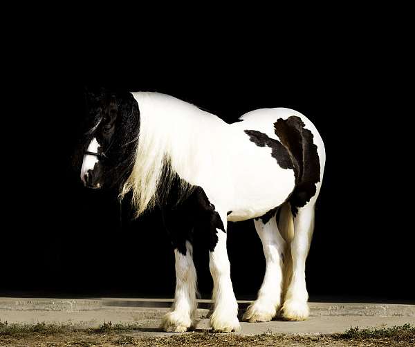 companion-gypsy-vanner-horse