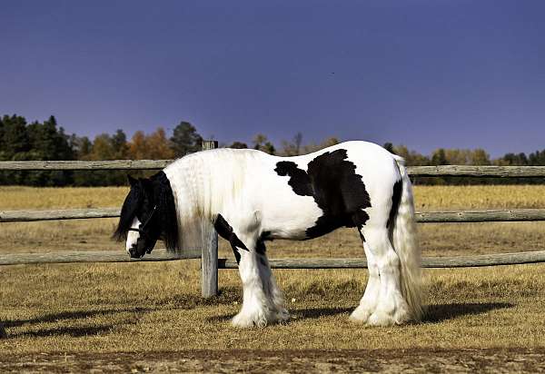 athletic-gypsy-vanner-horse