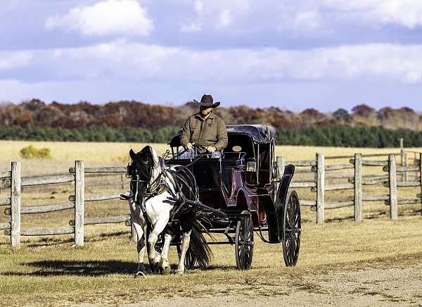 parade-gypsy-vanner-horse