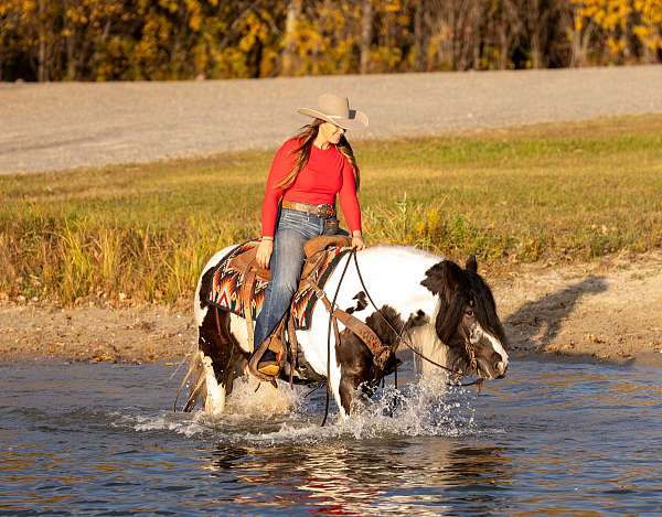 flashy-gypsy-vanner-horse