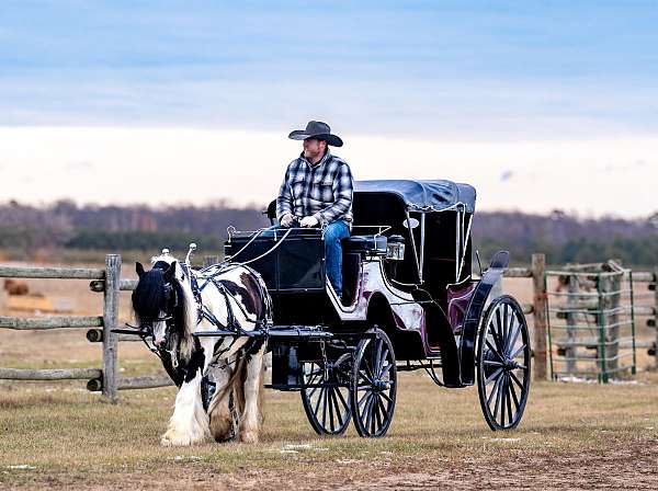 husband-safe-gypsy-vanner-horse