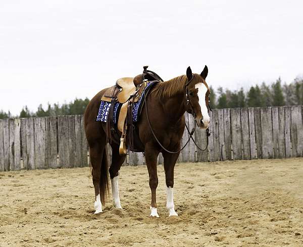 athletic-quarter-horse