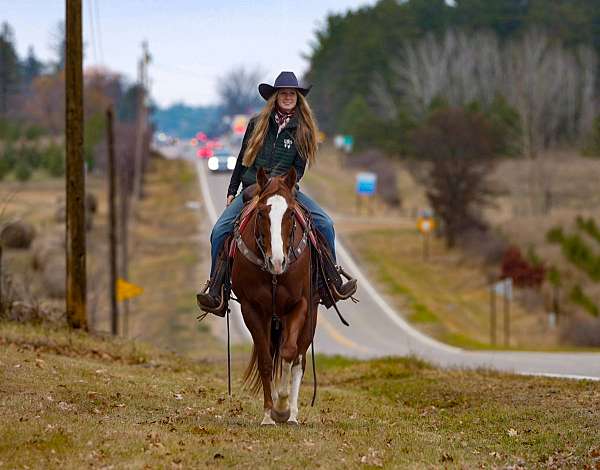 husband-safe-quarter-horse