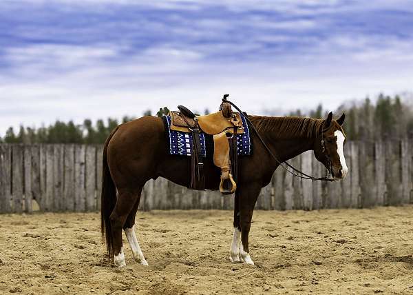 flashy-quarter-horse