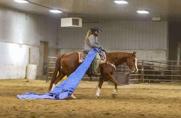 ranch-versatility-quarter-horse