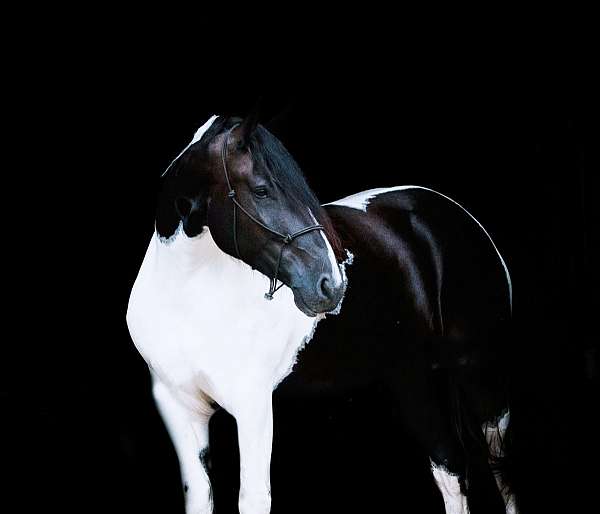 piebald-friesian-for-sale