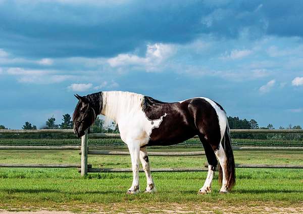 piebald-friesian-horse