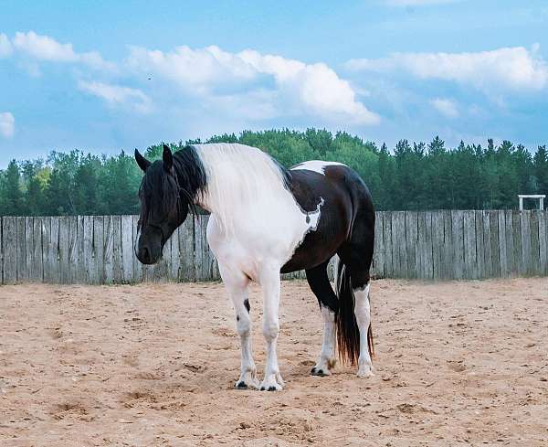 all-around-friesian-horse