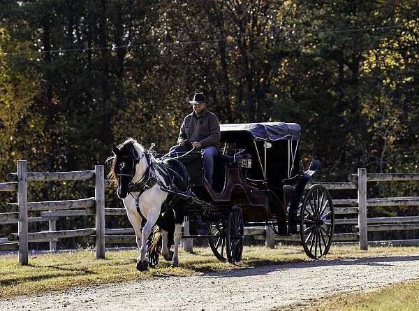 athletic-friesian-horse