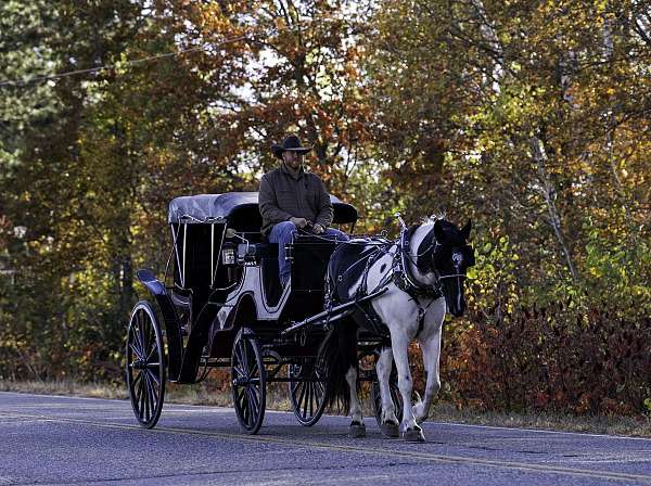 cross-friesian-horse