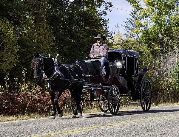 cross-percheron-horse