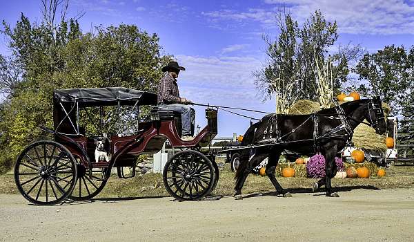 athletic-percheron-horse