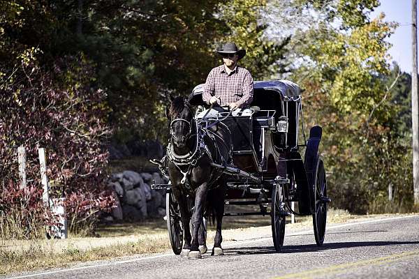 driving-percheron-horse