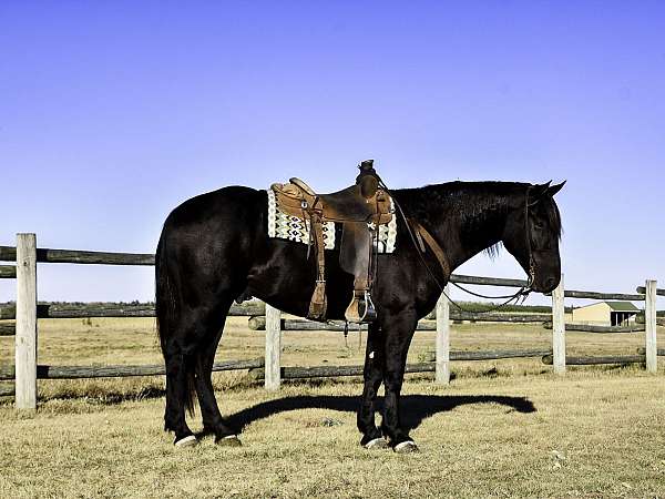 flashy-percheron-horse