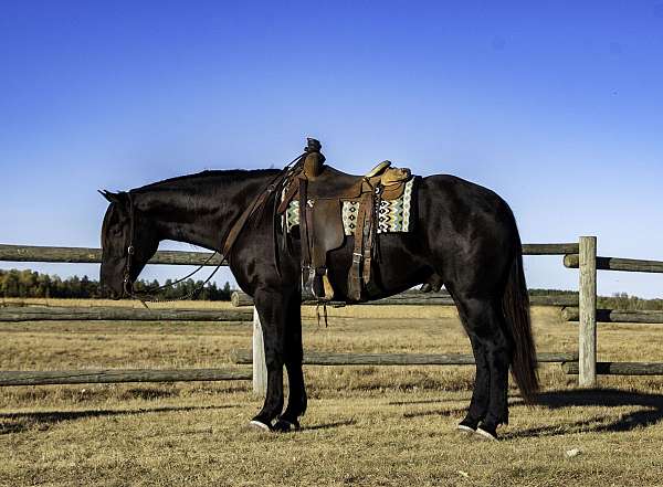 husband-safe-percheron-horse