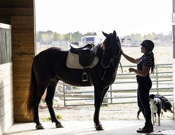 parade-percheron-horse