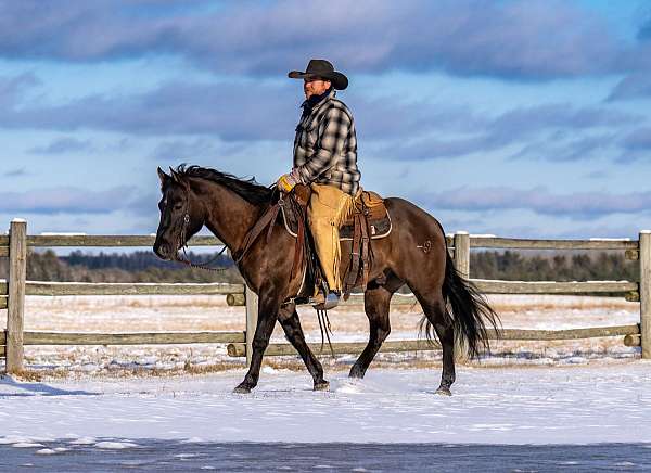 calf-roping-quarter-horse