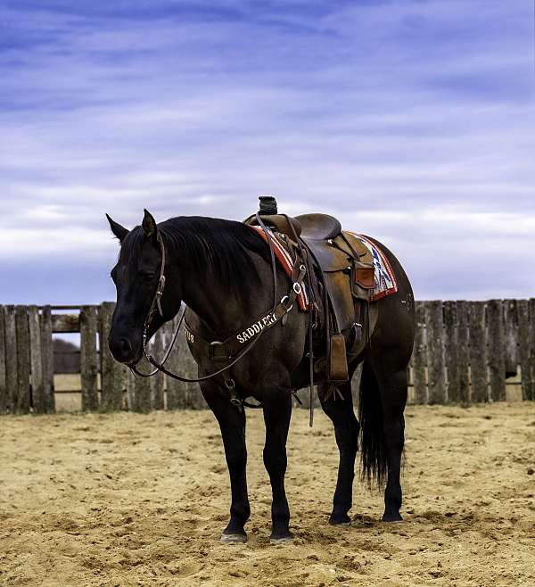 flashy-quarter-horse