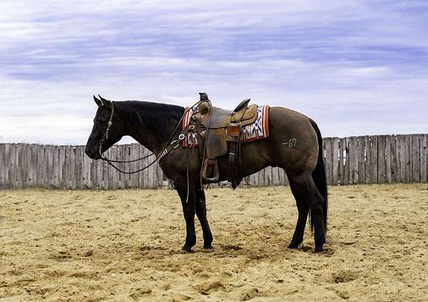 husband-safe-quarter-horse