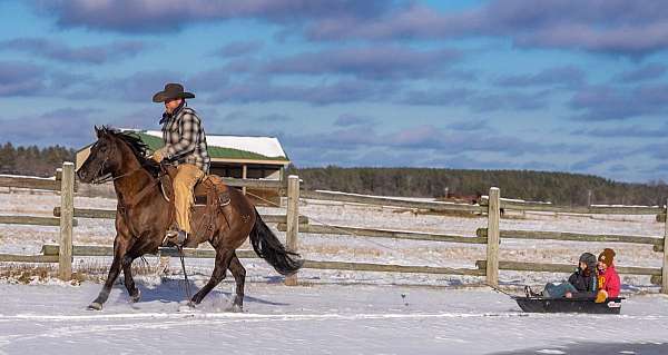 performance-quarter-horse