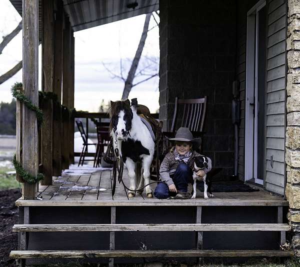 piebald-trail-riding-pony