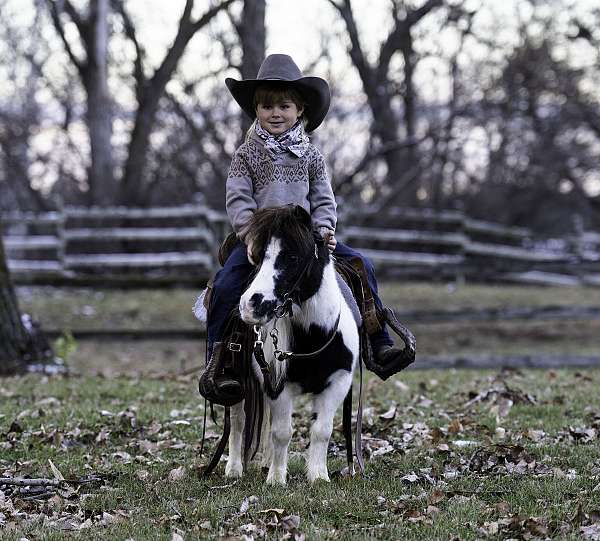 piebald-working-cattle-pony