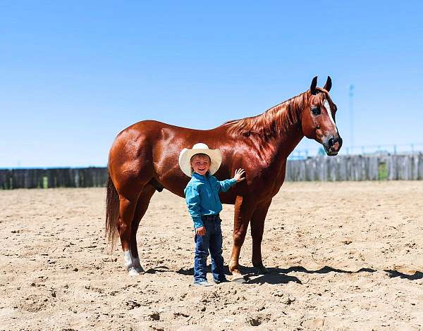 flashy-quarter-horse