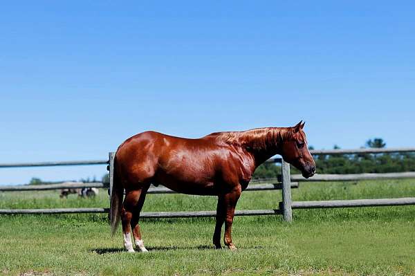 husband-safe-quarter-horse