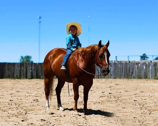 kid-safe-quarter-horse