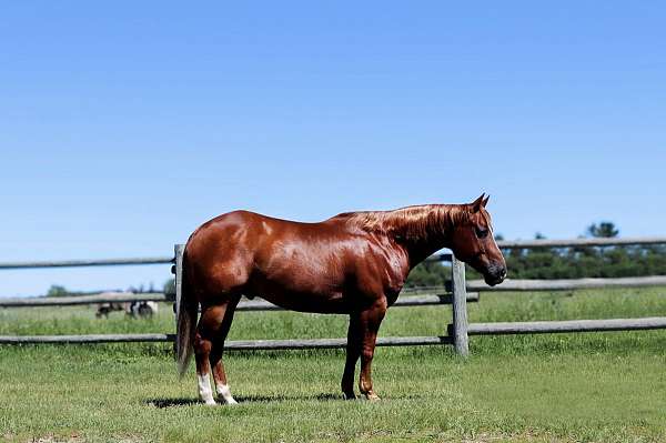 ranch-versatility-quarter-horse