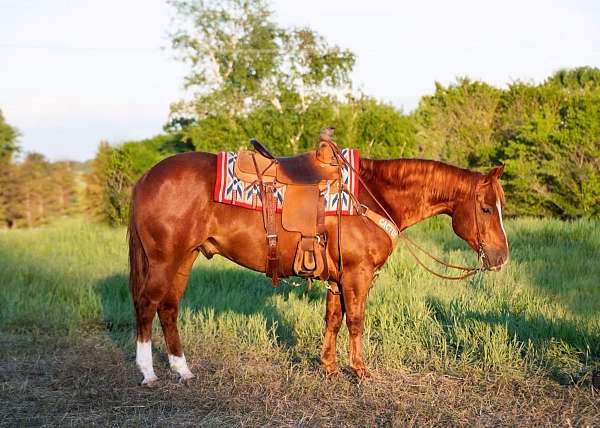 ranch-work-quarter-horse