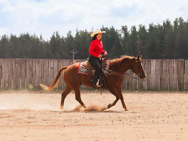 roping-quarter-horse