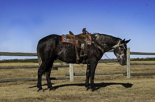 athletic-draft-horse