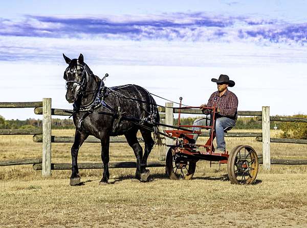 draft-horse