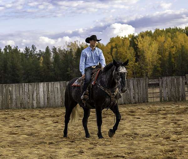 driving-draft-horse