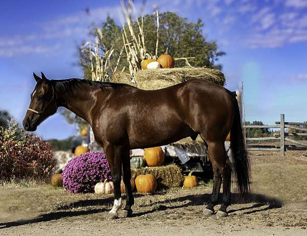 athletic-quarter-horse