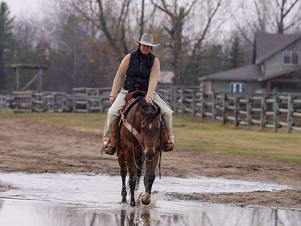 performance-quarter-horse