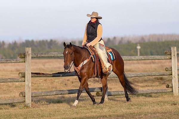 reining-quarter-horse