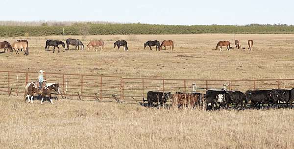 roping-quarter-pony