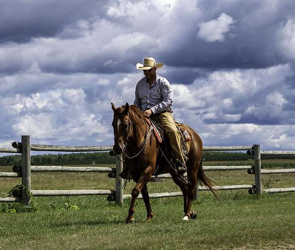 athletic-quarter-horse