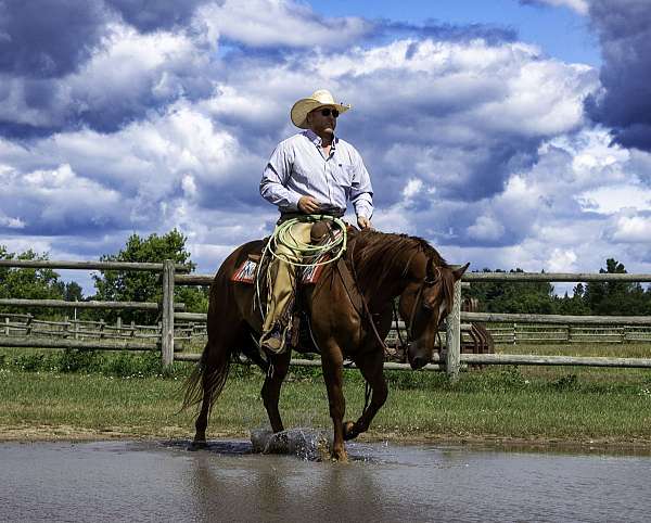 calf-roping-quarter-horse