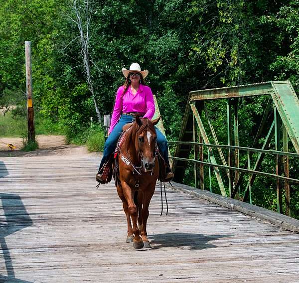 ranch-versatility-quarter-horse