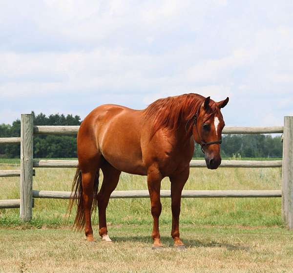 ranch-work-quarter-horse