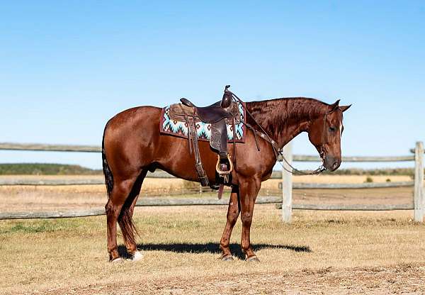 roping-quarter-horse