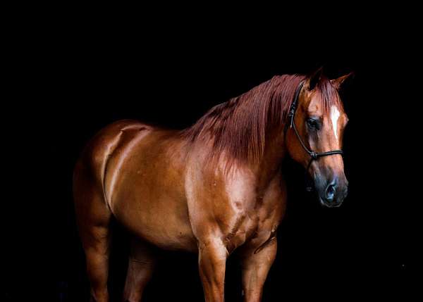 trail-riding-quarter-horse