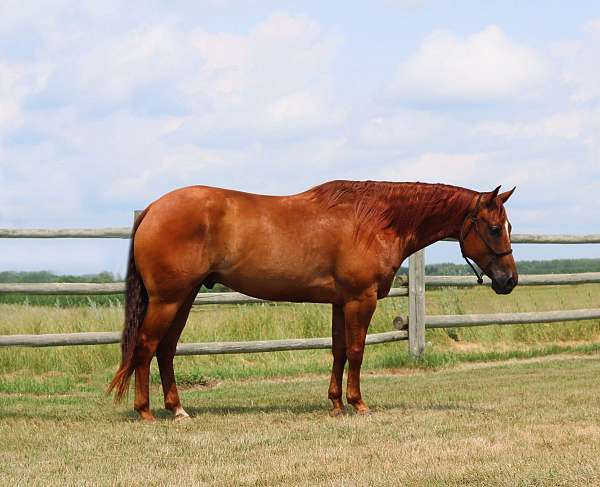 show-quarter-horse