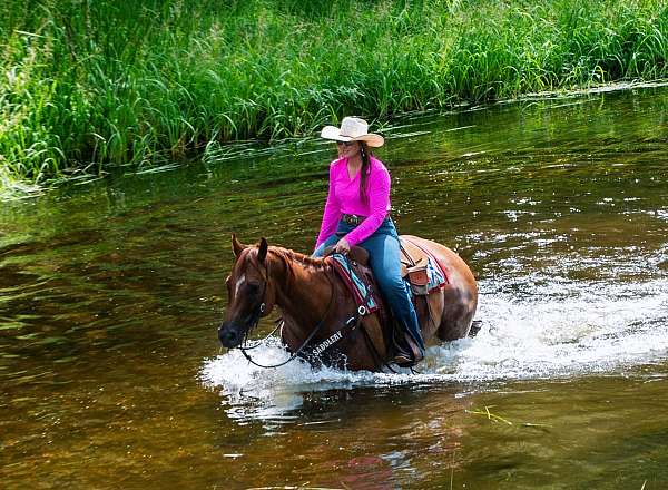 western-riding-quarter-horse