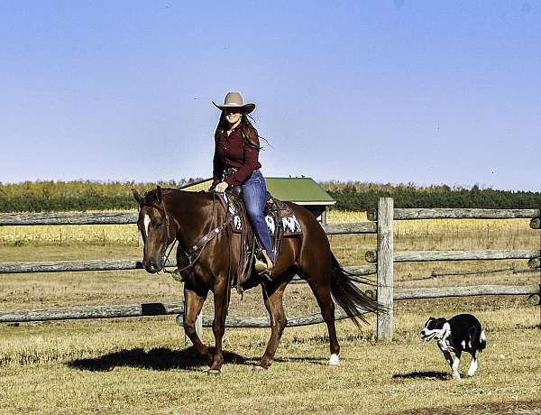 sorrel-quarter-horse-gelding