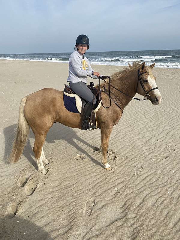 palomino-white-star-on-head-horse