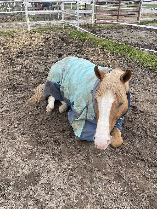 white-star-on-head-horse